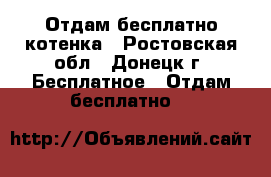 Отдам бесплатно котенка - Ростовская обл., Донецк г. Бесплатное » Отдам бесплатно   